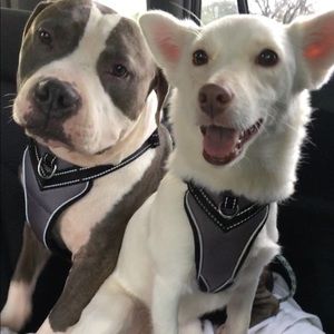 Meet your Posher, Blake